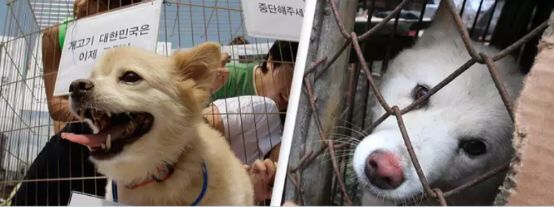 The High Impact of South Korea's Dog Meat Ban